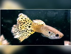 Guppy Cobra Green