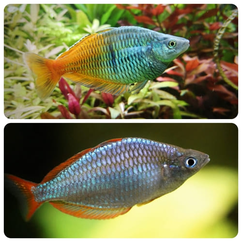 AquaPoint Aquaristik | Regenbogenfisch Übersicht