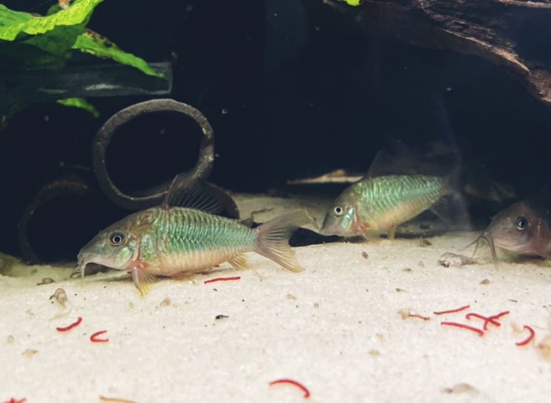 Brochis splendens