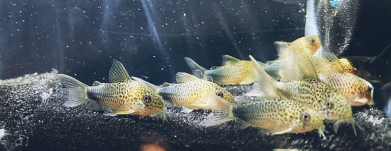 Corydoras Similis
