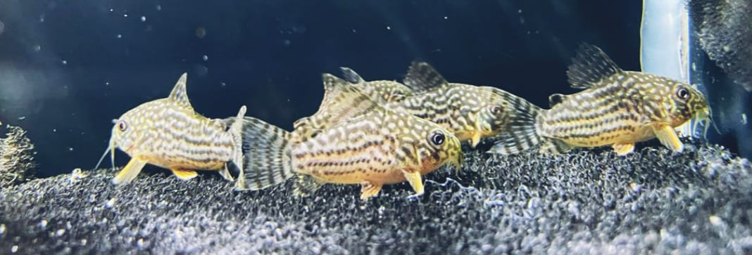 Corydoras Sterbai