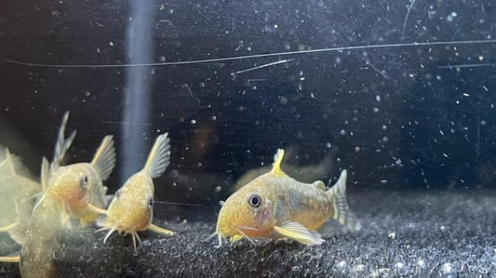 Corydoras Gossei