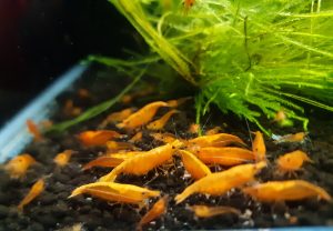 Orange Fire Garnele