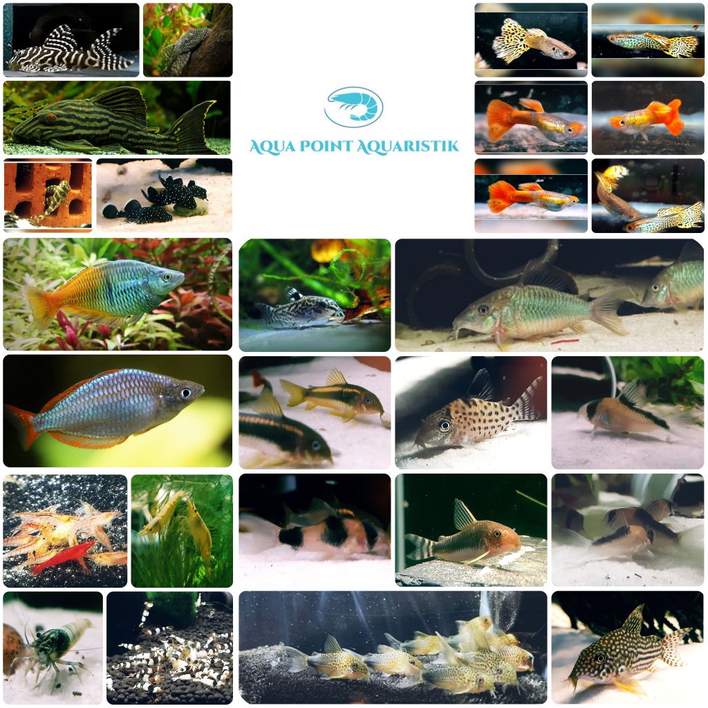 Kontakt | Aquapoint-Aquaristik