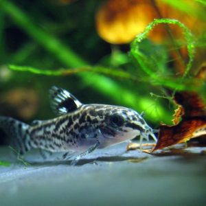 Corydoras Pygmaeus