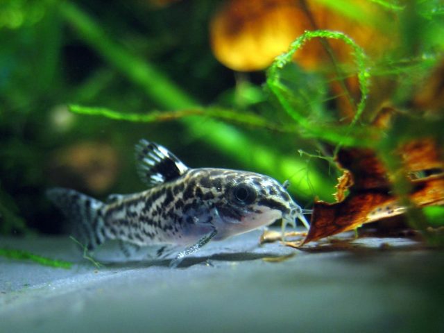 Corydoras Pygmaeus