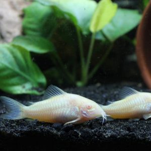 Corydoras Aneus "albino"