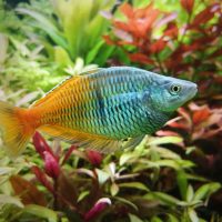Harlekin Regenbogenfisch