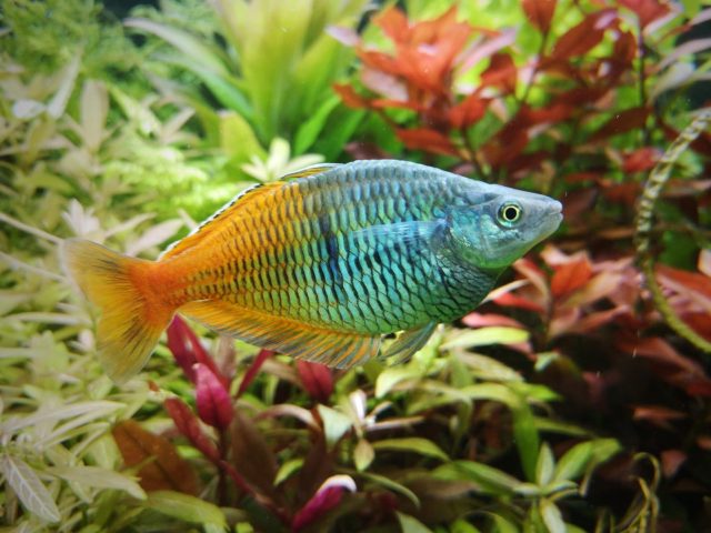 Harlekin Regenbogenfisch