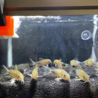 Corydoras Similis
