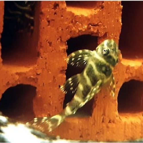 Hyperancistrus sp. L340 Wels Hyperancistrus sp. L340 Wels