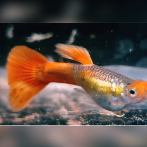 Guppy Koi Tuxedo
