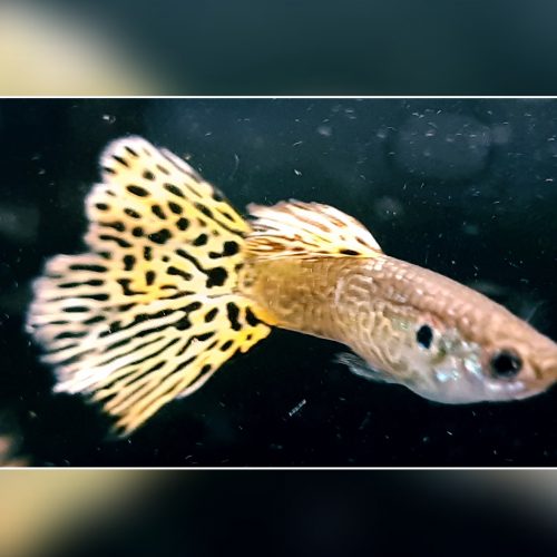 Guppy Cobra Green