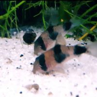 Corydoras weitzmani