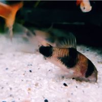 Corydoras weitzmani
