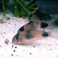 Corydoras Weitzmani