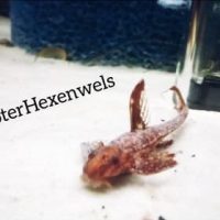 Roter Hexenwels