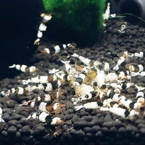 Black Bee Garnele