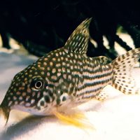 Corydoras Sterbai