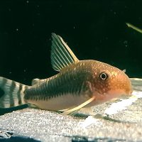 Corydoras Gossei