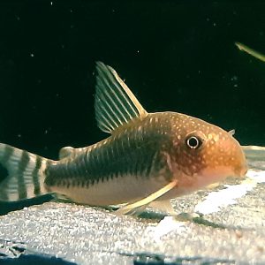 Corydoras Gossei