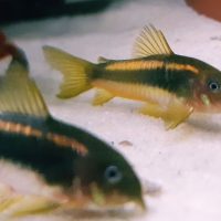 Corydoras CW010