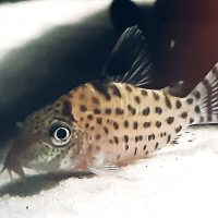 Corydoras Agassizii