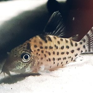 Corydoras Agassizii
