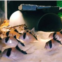 Corydoras Davidsands