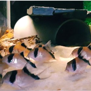 Corydoras Davidsands