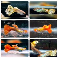 Guppy Koi Tuxedo