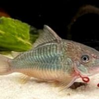 Brochis Splendens