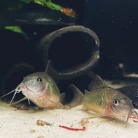 Brochis Splendens