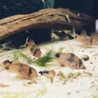 Corydoras weitzmani