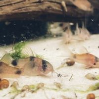 Corydoras weitzmani