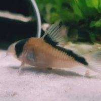 Corydoras Davidsands