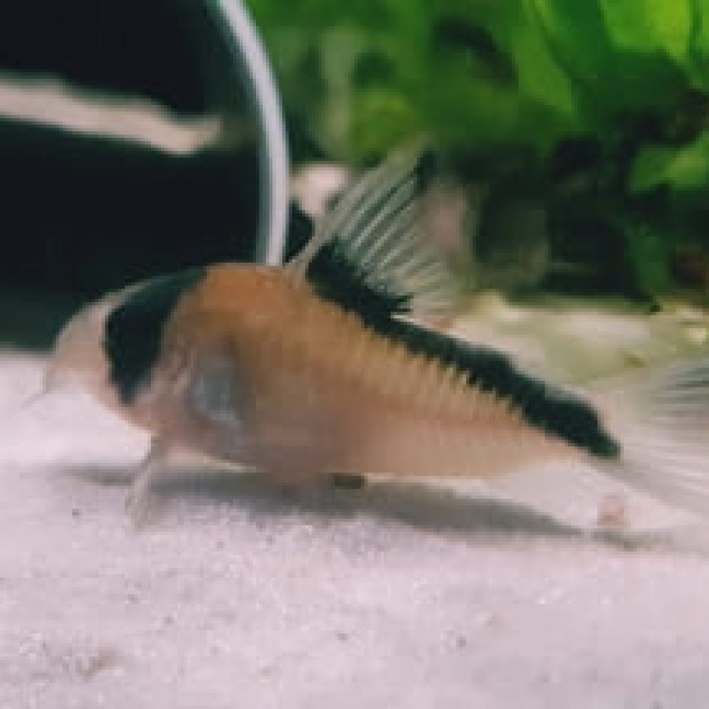 Corydoras Davidsands