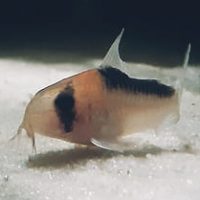Corydoras Duplicareus