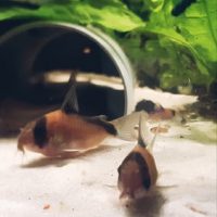 Corydoras Davidsands