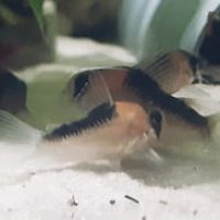 Corydoras Duplicareus