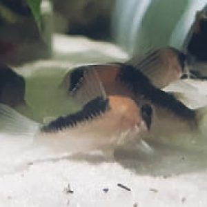 Corydoras Duplicareus