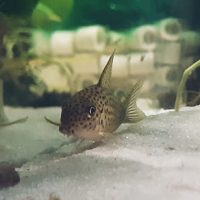 Corydoras Similis