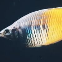 Harlekin Regenbogenfisch