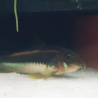Corydoras CW010