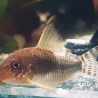 Corydoras Gossei