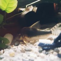 Corydoras Gossei
