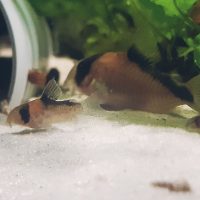 Corydoras Davidsands