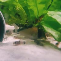 Corydoras Davidsands