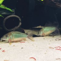 Brochis splendens