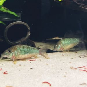 Brochis splendens